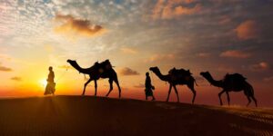FAO: 2024 es un año para celebrar a los camélidos y hablar de su importancia económica, social, alimentaria y cultural Camellos 6 300x150