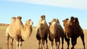 FAO: 2024 es un año para celebrar a los camélidos y hablar de su importancia económica, social, alimentaria y cultural camellos 5 300x169