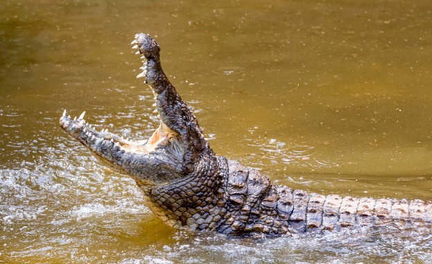 Atrapan cocodrilo en Búfalo-NY de 11 pies y 750 libras criaron en una casa