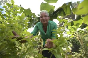 Mujeres SUPEREmprendedoras” de Supérate ya ha graduado a 964 mujeres; el proyecto integró a 1,500 Agricultora que ha recibido apoyo de Superate 1 300x200