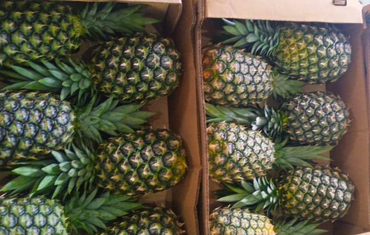 Buenas noticias para Monte Plata