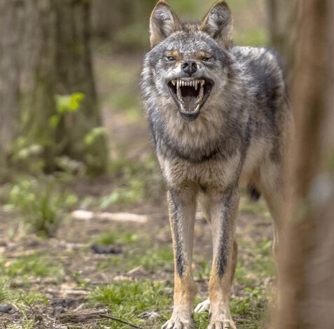 Presencia coyote en Central Park alarma a lo visitantes, entre ellos dominicanos