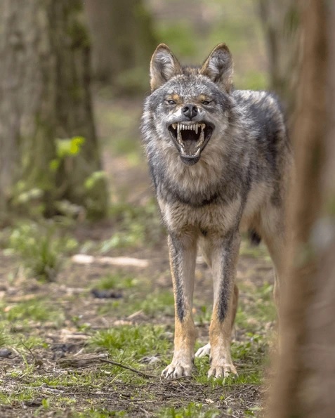Presencia coyote en Central Park alarma a lo visitantes, entre ellos dominicanos