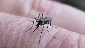 ONUSANA puede contribuir con la prevención del  Dengue images 2024 04 09T003012