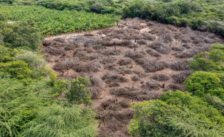 Medio Ambiente investiga daños en las dunas de Baní