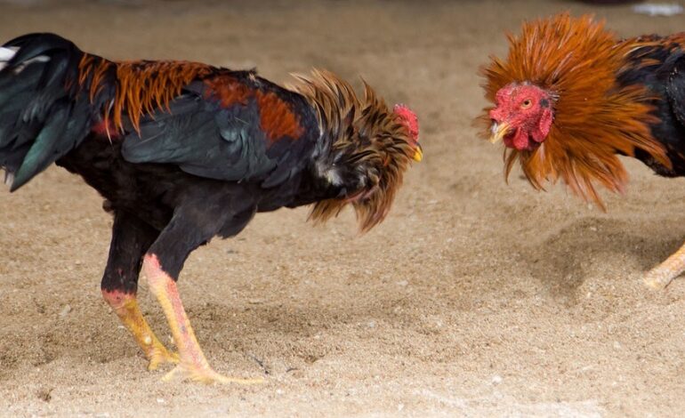 Detienen en NJ 48 personas, mayoría dominicanas por participar en peleas de gallos