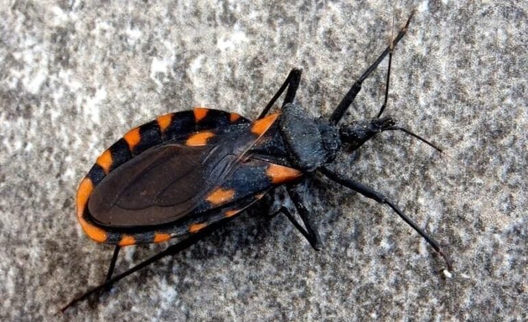 Alarma entre dominicanos NY aparición chinche asesina en el área tri estatal